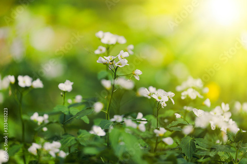 Forest flowers (Cardamine) in the spring in forest lit by the rays of the rising sun