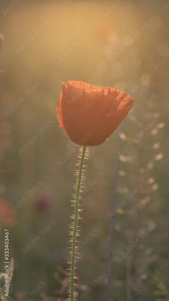 Obraz premium Bud of red poppy at sunrise. Beautiful red poppy flower in nature