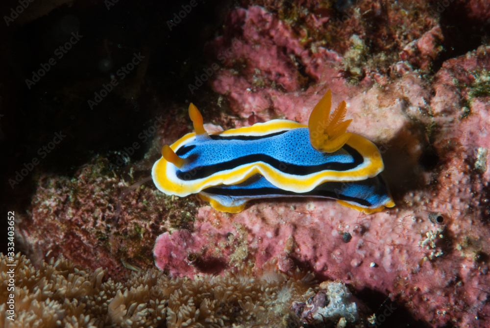 Chromodoris annae Nudibranch Anilao Philippines Chromodoris annae Nudibranch Anilao Philippines