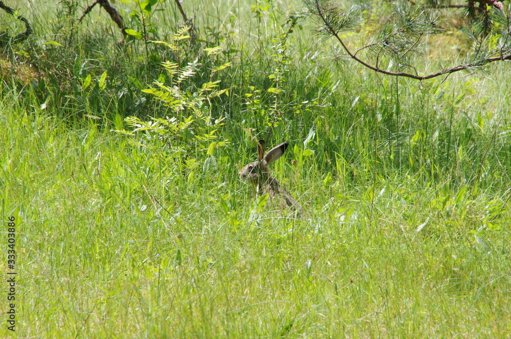 European hare (Lepus europaeus) also known as the brown hare and flowers