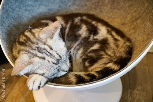 A gray-black spotted cat sleeps sweetly, curled up in a round house, on a stand in the form of a glass, American Shorthair, smoky bicolor, eyes closed                                photo