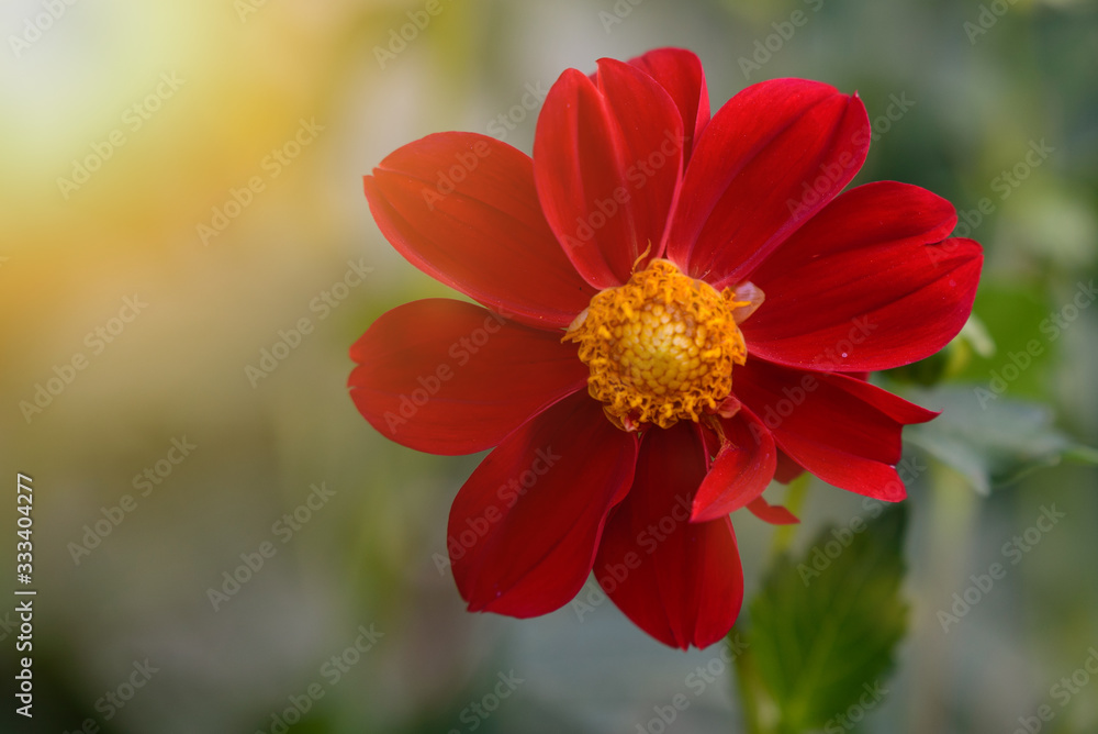 Design File Photography blooming red flowers Design File Photography blooming red flowers