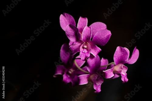 Purple Orchid group open at peak flowering with plain black background interior horizontal photo.