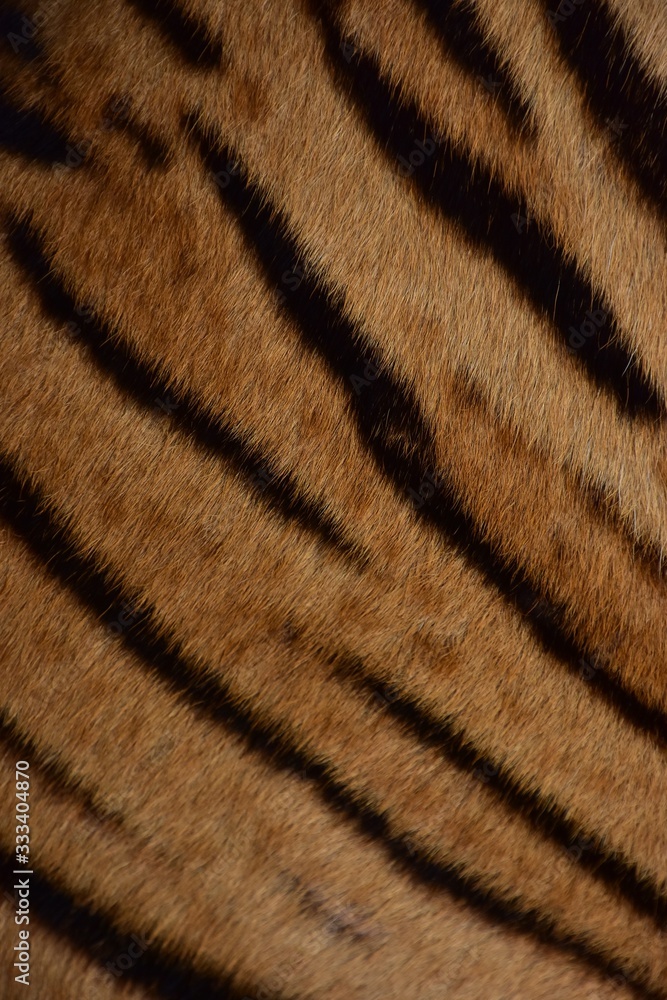 Skin and fur of the Bengal tiger Skin and fur of the Bengal tiger
