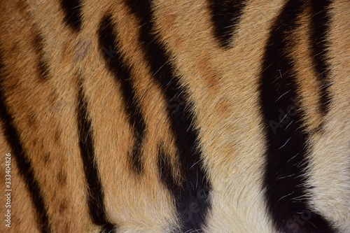 Skin and fur of the Bengal tiger