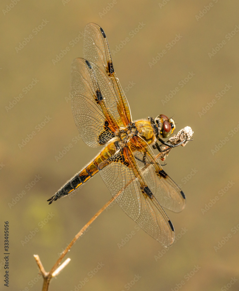 colorful dragonfly with pointed wings sitting on dry vegetation colorful dragonfly with pointed wings sitting on dry vegetation