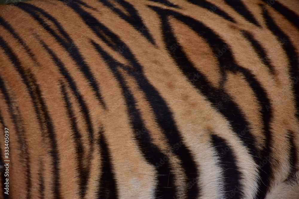 A black tiger pattern is tamed on the skin of the Bengal tiger. A black tiger pattern is tamed on the skin of the Bengal tiger.