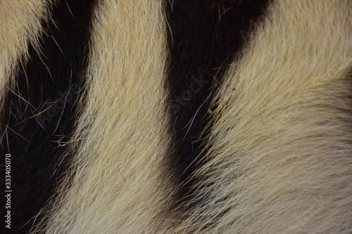A black tiger pattern is tamed on the skin of the Bengal tiger.