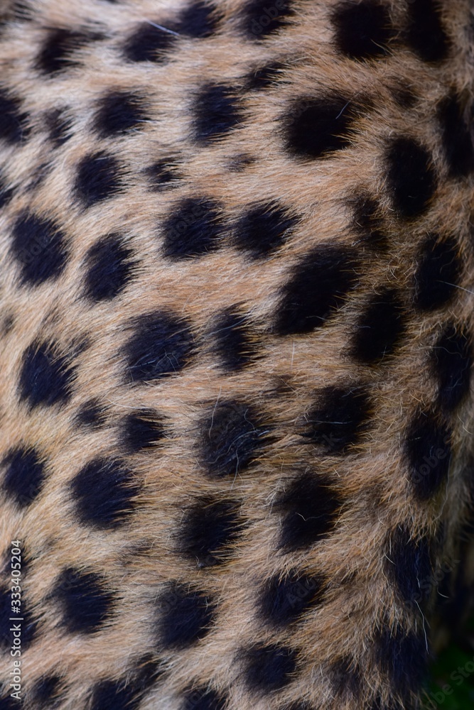 Feathers and black polka dots on Cheetah Feathers and black polka dots on Cheetah