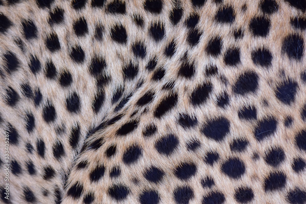 Feathers and black polka dots on Cheetah Feathers and black polka dots on Cheetah