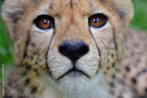 The face of the male cheetah