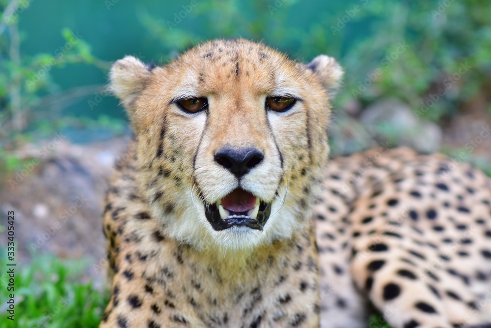 The face of the male cheetah The face of the male cheetah