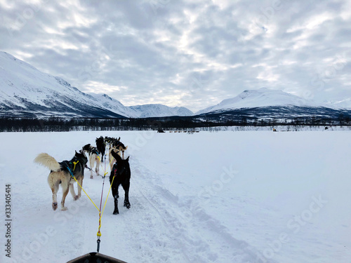 Husky Tour in Norway with a forest and snowy mountains in the background - Travel Photography