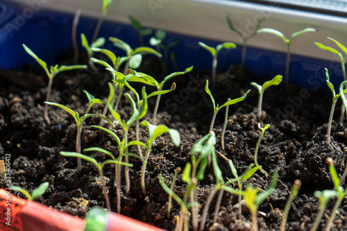 seedlings in greenhouse