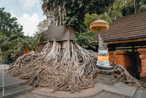 A holy banyan tree in the Hindu temple Pura Tirta Empul in Bali photo