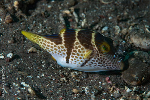 Saddled Pufferfish (Canthigaster valentini) with cleaner shrimp