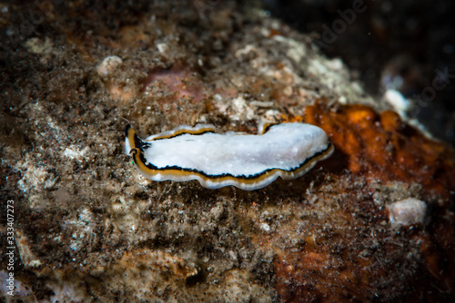 Pseudoceros sp. Flatworm photo