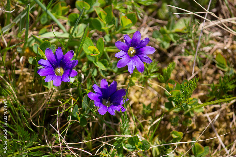 Wild flowers Gentiana pyrenaica on the mountain plain. Carpathians Wild flowers Gentiana pyrenaica on the mountain plain. Carpathians