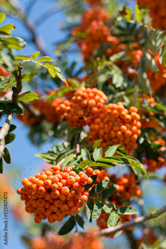 Clusters of orange rowan tree berries on sunny autumn day