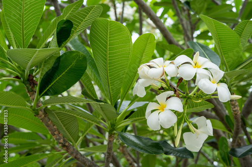 White plumeria flowers Which is the national flower Lao People's Democratic Republic photo