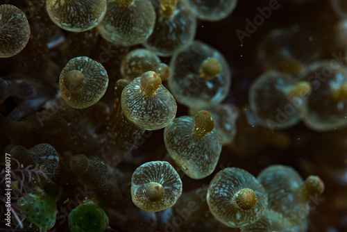 Bubble Sea Anemone (Entacmaea quadricolor)