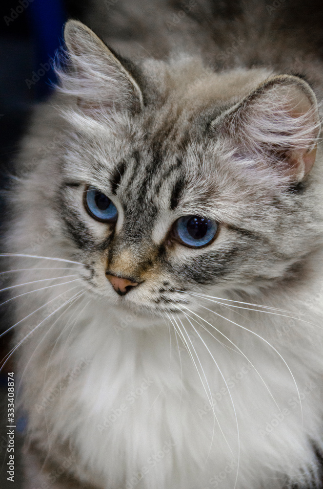 Portrait of a white and fluffy cat with blue eyes