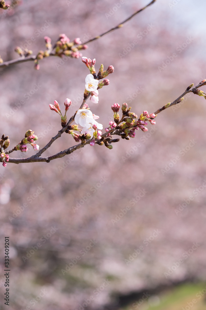 東京の多摩川河川敷の桜のクローズアップ 東京の多摩川河川敷の桜のクローズアップ