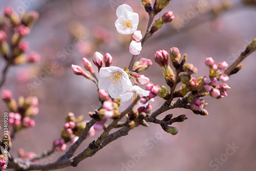 東京の多摩川河川敷の桜のクローズアップ