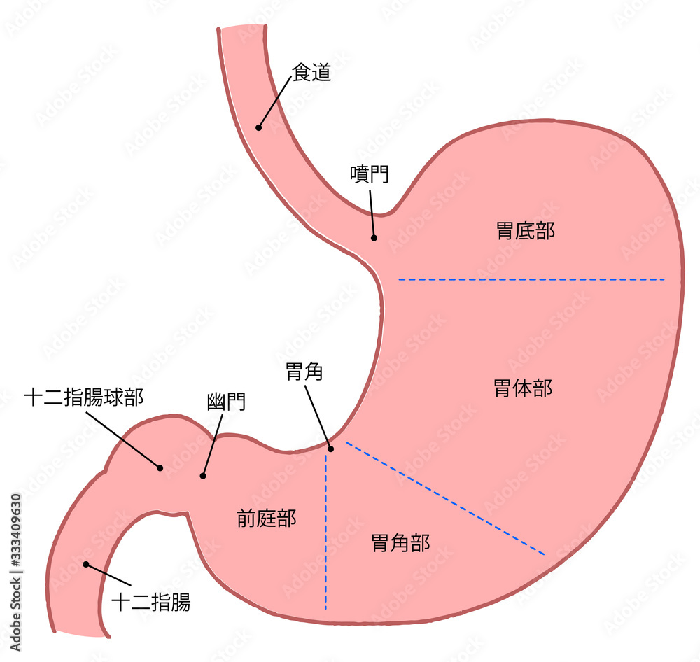 胃解剖看護 – 胃の解剖図 – KBOUG