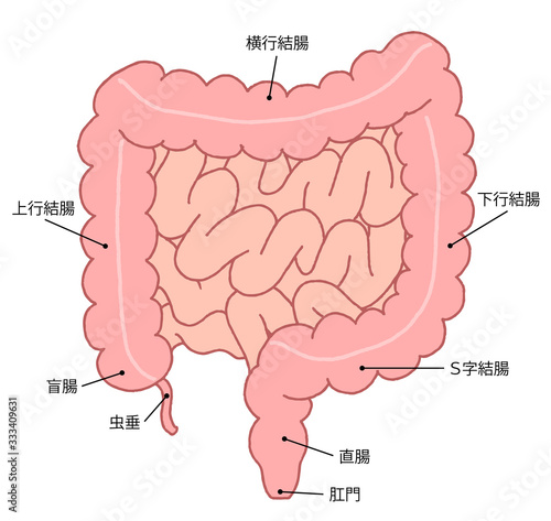 	腸　断面図