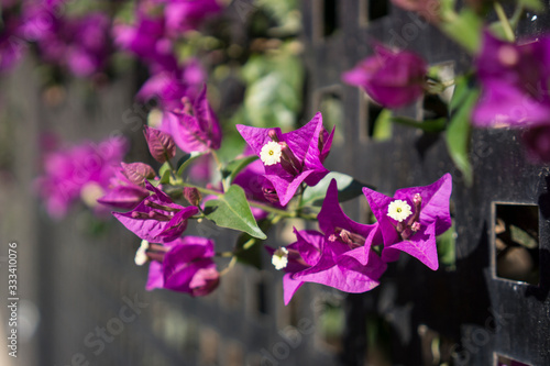 bougainvillea flowers a climbing plant with purple leaves