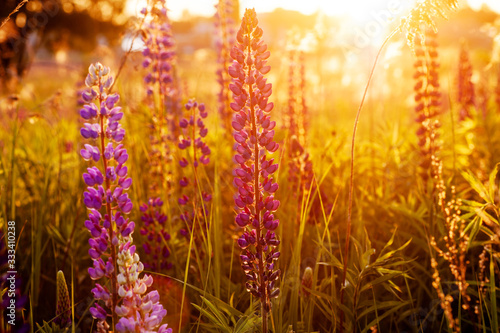 beautiful blue and violet lupines in rural field at sunrise (sunset). natural floral background