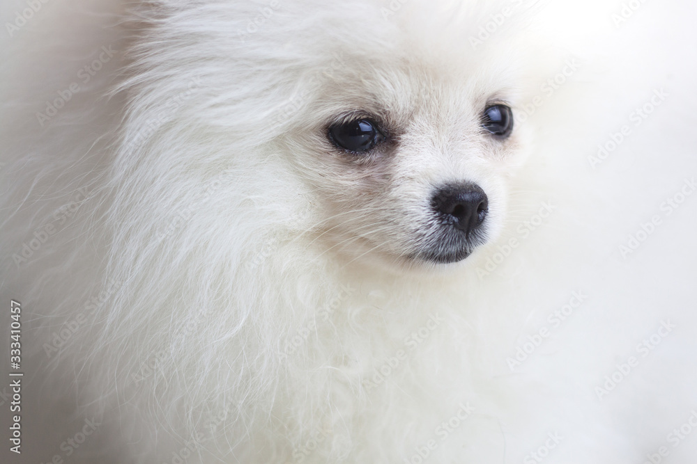 Muzzle of a dog a white Pomeranian puppy close up Muzzle of a dog a white Pomeranian puppy close up