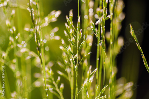 closeup  green grass     and morning dew. picture with soft focus.  easter background.