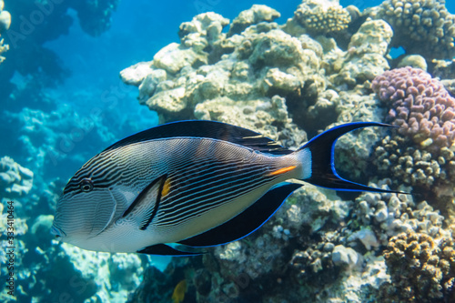 Tropical Fish In The Ocean Near Coral Reef. Sohal Surgeonfish  Acanthurus Sohal  With Black Fins  Yellow And Blue Stripes In The Red Sea  Egypt. Side View  Close Up. Underwater Shoot.