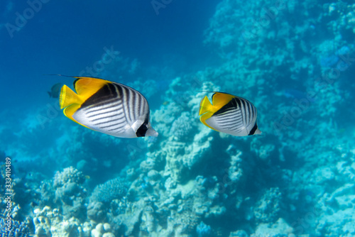 Butterfly Fish Near Coral Reef In The Ocean, Side View. Threadfin Butterflyfish With Black, Yellow And White Stripes. Colorful Tropical Fish In The Red Sea, Egypt. Blue Turquoise Water, Underwater.