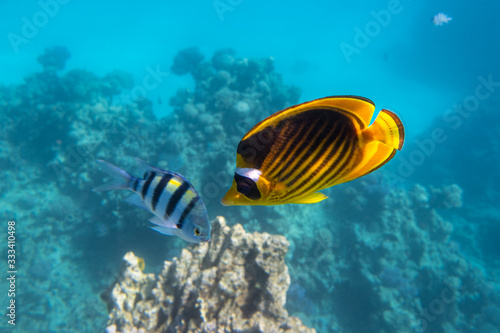 Raccoon Butterflyfish And Scissortail Sergeant Fish. Colorful Beauty Stripped Saltwater Fish In The Sea Near Coral Reef, Red Sea, Egypt. Indo-Pacific Tropical Fish In The Ocean.