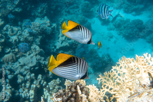 Butterfly Fish Near Coral Reef In The Ocean. Threadfin Butterflyfish With Black, Yellow And White Stripes. Colorful Tropical Fish In The Red Sea, Egypt. Blue Turquoise Water, Underwater Diversity. photo