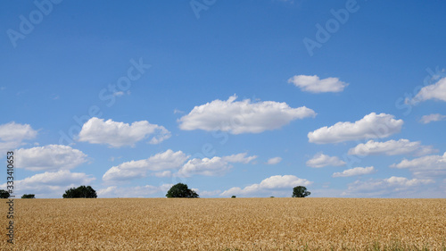 sommerlandschaft mit getreidefeld photo