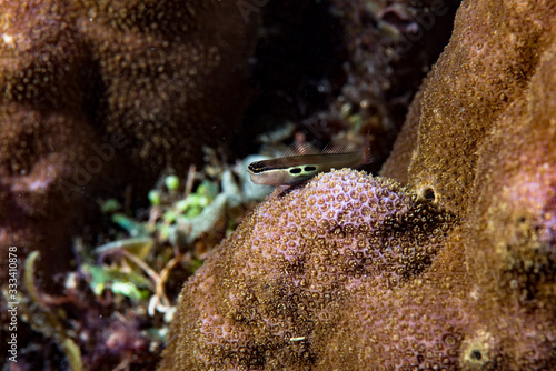 Two-Spot Combtooth Blenny (Ecsenius bimaculatus) photo