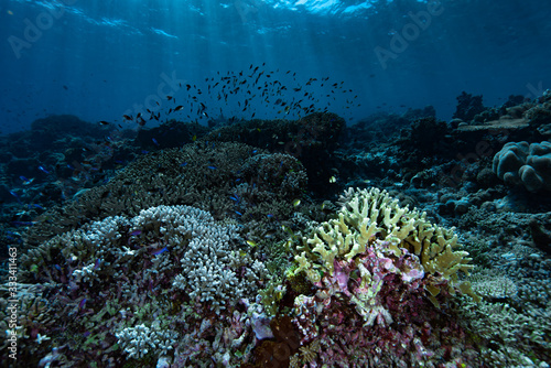 Underwater Landscape Tropical Coral Reef Tubbataha photo