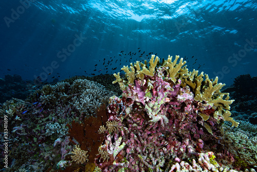 Underwater Landscape Tropical Coral Reef Tubbataha