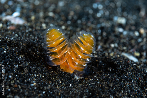 Phoronid Worm (Phoronopsis californica) photo