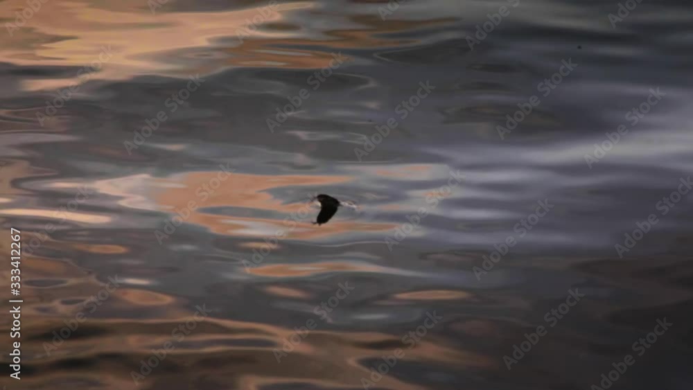 A swimming snake disappears under the water in India.