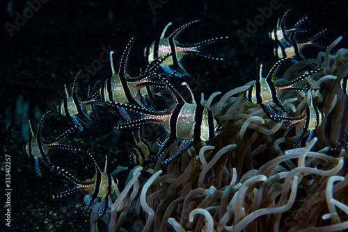 Banggai Cardinalfish (Pterapogon kauderni) photo