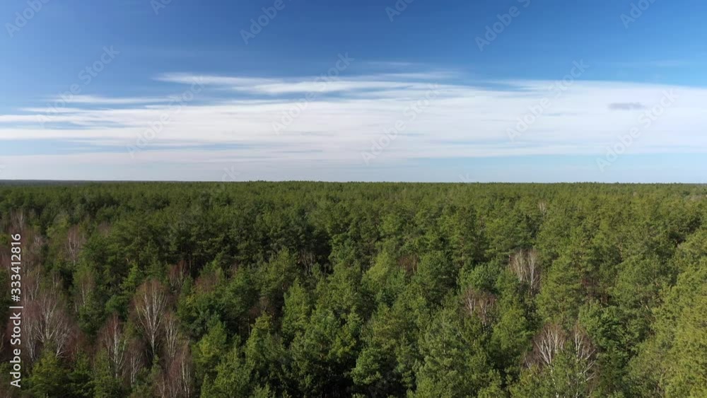Aerial drone view. Green coniferous forest. Spring green forest of pines in the sun. Rebirth of nature in the spring. Glade of deciduous trees among the coniferous forest in early spring. Aerial drone view. Green coniferous forest. Spring green forest of pines in the sun. Rebirth of nature in the spring. Glade of deciduous trees among the coniferous forest in early spring.