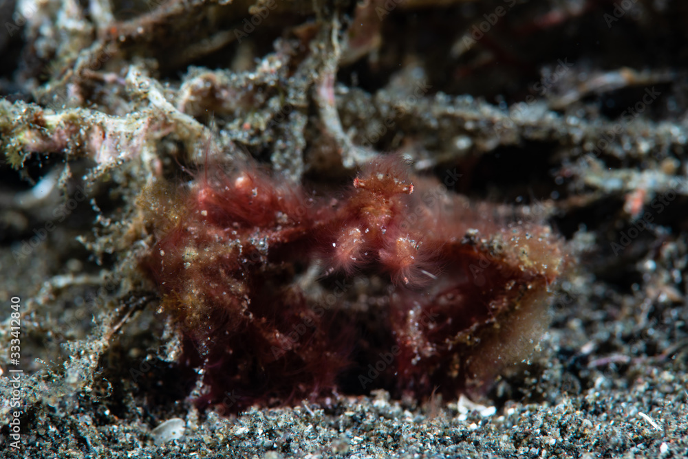 Orangutan crab (Achaeus japonicus) Orangutan crab (Achaeus japonicus)