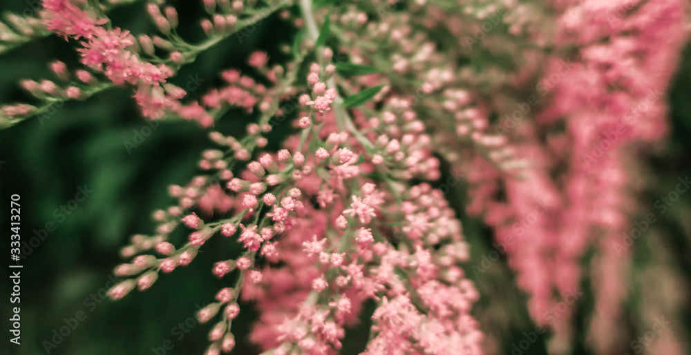 Pink blooming branches in garden as spring summer floral botanical background backdrop Pink blooming branches in garden as spring summer floral botanical background backdrop