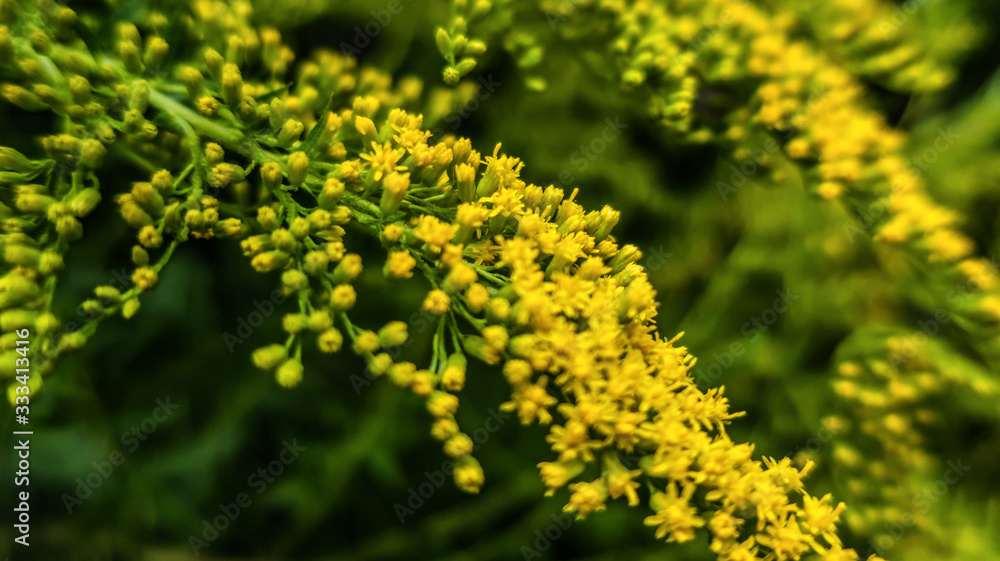 Yellow blooming branches in garden as spring summer background backdrop Yellow blooming branches in garden as spring summer background backdrop