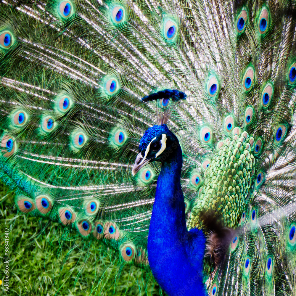 Obraz premium Pfau